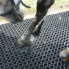 A horse’s leg is being rinsed with water whilst it stands on a Roof Walkway Mat with circular holes; part of the horse’s head appears to the left.