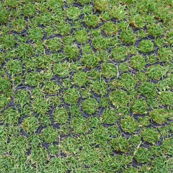 Close-up of green grass growing through the 16mm Black Grass Mat, a black plastic mesh used for reinforcing and stabilising grassy surfaces.