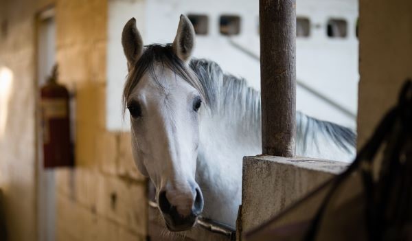 A white horse with a grey mane stands in a stable, looking directly at the camera over a concrete partition with soft light coming from the side.