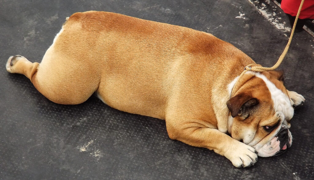 A brown and white bulldog lies on a dark floor, resting its head on its front paws. The dog is on a lead and looks relaxed and calm.